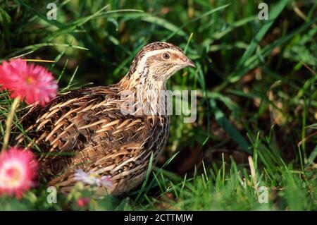 Quail commun (Coturnix coturnix). Adulte dans l'herbe à côté des pâquerettes fleuries Banque D'Images