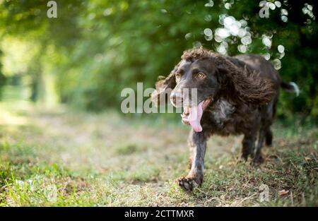 Espagnol allemand. Chien adulte marchant sur un sentier forestier. Banque D'Images