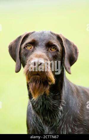 Le pointeur allemand à poil dur. Portrait du chien adulte. Allemagne Banque D'Images