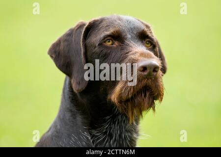 Le pointeur allemand à poil dur. Portrait du chien adulte. Allemagne Banque D'Images