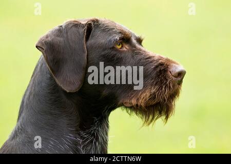 Le pointeur allemand à poil dur. Portrait du chien adulte. Allemagne Banque D'Images