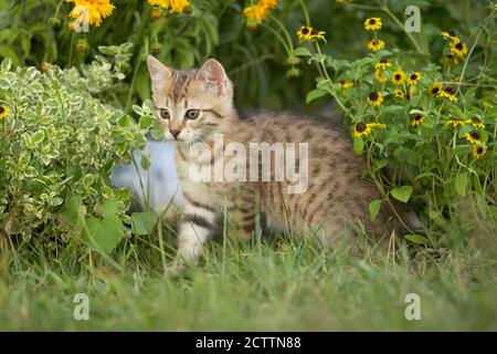 Chat domestique. Chaton Tabby dans un jardin fleuri. Banque D'Images