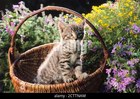 Chat domestique. Chaton Tabby dans un panier en osier dans un jardin fleuri. Banque D'Images