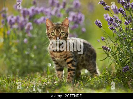 Chat Bengale. Chaton debout dans un jardin en face de la floraison Lavender. Banque D'Images