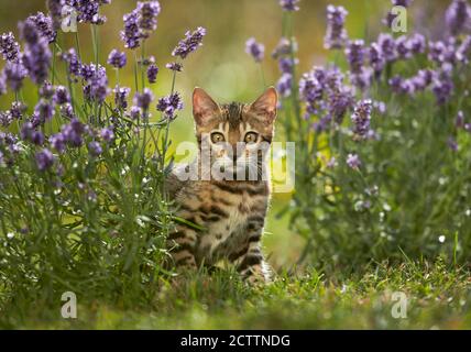 Chat Bengale. Chaton dans un jardin au milieu de la floraison Lavender. Banque D'Images