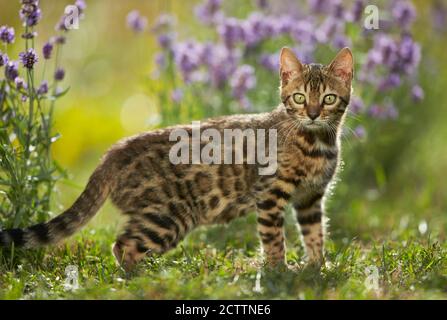 Chat Bengale. Chaton debout dans un jardin en face de la floraison Lavender. Banque D'Images