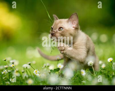 Chat birman. Chaton jouant avec l'herbe Banque D'Images