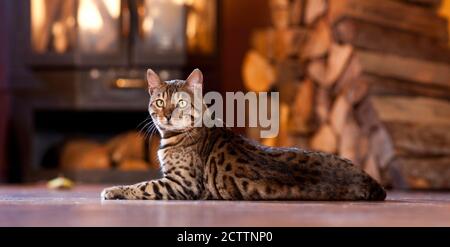 Chat Bengale. Chat adulte allongé dans un appartement en face d'un poêle. Banque D'Images