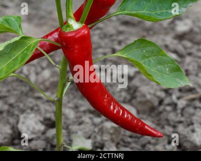 Piment rouge sur le lit de jardin. Les aliments biologiques, les poivrons paprika capsicum ou de la maturation dans le jardin. Banque D'Images