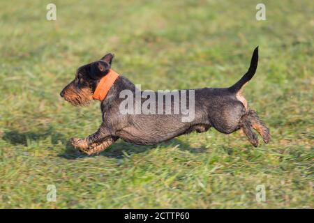 Dachshund à poil dur. Homme adulte courant dans un pré, pendant une chasse. Banque D'Images