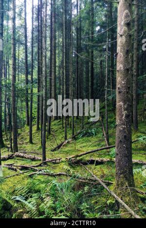 Vieux bois magique avec belle sous-étage vert et arbres d'épinette. Concepts d'environnement, d'écologie, de foresterie et de durabilité Banque D'Images