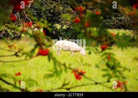 Pâturage des moutons vu à travers les branches de l'arbre de rowan floues. Norfolk, Royaume-Uni. Banque D'Images