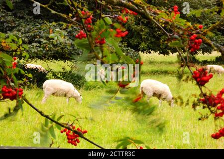 Pâturage des moutons vu à travers les branches de l'arbre de rowan floues. Norfolk, Royaume-Uni. Banque D'Images
