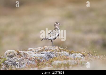 Pluvier doré (Pluvialis abricaria), femelle adulte en plumage reproducteur, debout sur une roche, Islande Banque D'Images