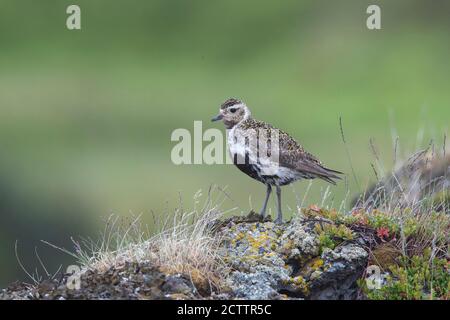 Pluvier doré (Pluvialis abricaria), femelle adulte en plumage reproducteur, debout sur une roche, Islande Banque D'Images