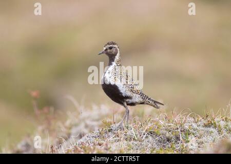 Pluvier doré (Pluvialis abricaria), mâle adulte en plumage reproductrice, debout sur la végétation, Islande Banque D'Images