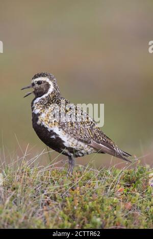 Pluvier doré (Pluvialis abricaria), mâle adulte dans le plumage de reproduction, debout sur la végétation tout en appelant. Islande Banque D'Images