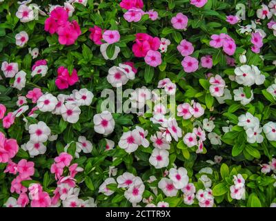 Des fleurs colorées fleurissent dans un jardin avec une variété de vibrant couleurs a Banque D'Images