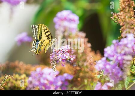 Papilio machaon, la queue de l'ancien monde, papillon alimentant le nectar à partir d'un papillon-buisson violet. Banque D'Images