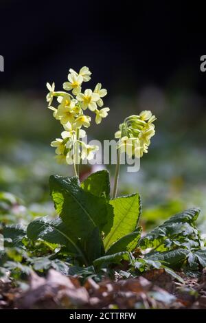 True Oxlip (Primula elatior), plante à fleurs. Banque D'Images