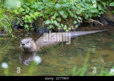 Otter de la rivière européenne (Lutra lutra). Adulte en eau peu profonde. Banque D'Images