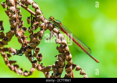 Détail gros plan d'une grande mouche rouge Pyrrhhosoma nymphula femelle, reposant au soleil Banque D'Images