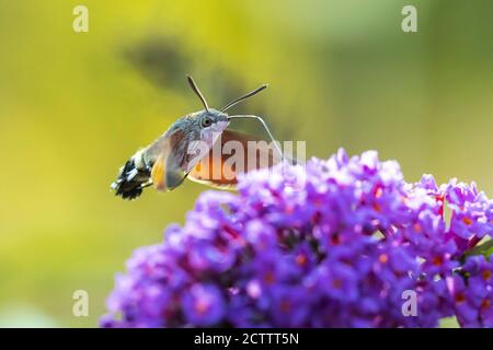 Vue latérale d'un éperon-papillon à colibris, Macroglossum stellatarum, se nourrissant d'une fleur rose dans un pré vibrant Banque D'Images