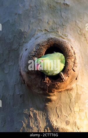 Parakeet rosé, Parakeet à col en anneau (Psittacula krameri). Adulte qui regarde depuis le trou de nidification dans un arbre. Banque D'Images