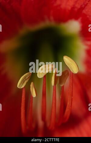 Mise au point sélective Macro image de l'endurance de la fleur rouge de lys Banque D'Images