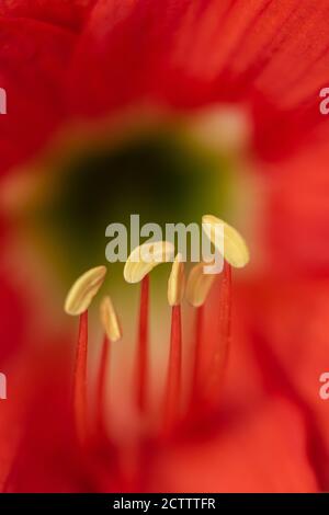 Mise au point sélective Macro image de l'endurance de la fleur rouge de lys Banque D'Images