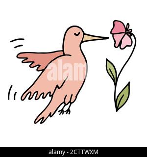 Un petit colibri coloré dessiné à la main volent autour de la fleur. Illustration vectorielle isolée sur blanc Illustration de Vecteur