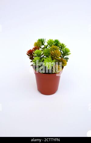 plante artificielle en plastique dans vase brun sur fond blanc. isolé faux succulent avec espace de copie Banque D'Images