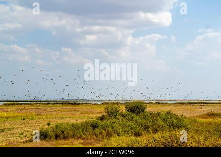 Vue sur le paysage des champs de ferme, étang à poissons en arrière-plan, oiseaux volant Banque D'Images