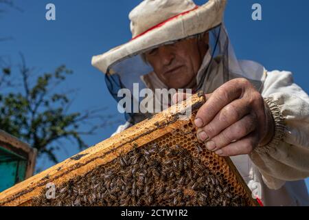 Un homme tient un cadre avec des abeilles dans ses mains. Combinaison pour un gardien de but, combinaison-pantalon et protection en mesh sur la tête Banque D'Images