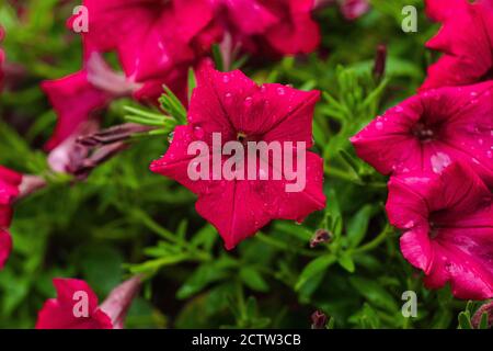 Gros plan de belles fleurs pétunia roses qui poussent dans le jardin. Pétunia rose vif dans le jardin par temps pluvieux Banque D'Images