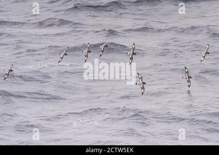 Troupeau de pétrels du Cap, Daption Capense, dans la mer de Scotia, Antarctique Banque D'Images