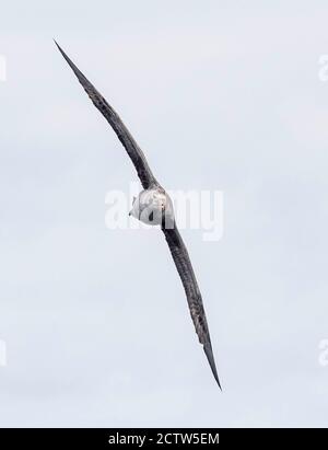 Pétrel géant du sud ou pétrel géant de l'Antarctique (Macronectes giganteus) Au-dessus de la mer de Scotia Antarctique Banque D'Images