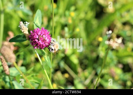 L'abeille suce le nectar d'une fleur de trèfle rouge Banque D'Images