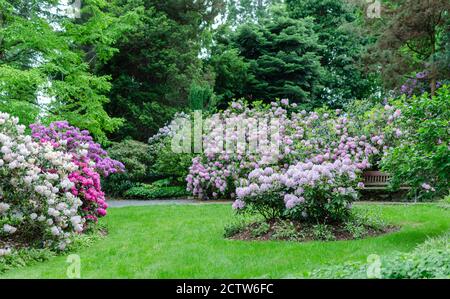 Magnifique paysage botanique avec des rhododendrons en fleurs, des arbres, des bancs et des sentiers de promenade. Arrière-plan du ressort. Banque D'Images
