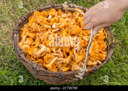 la main de la femme saisit la poignée d'un panier avec des chanterelles gros plan Banque D'Images