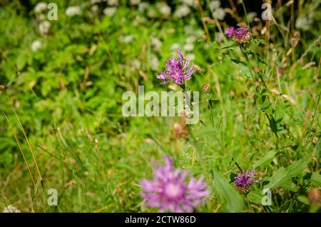 Magnifique fond naturel lumineux avec des cornflowers de champ pourpre lors d'une Sunny day. Dans le foyer, une fleur du champ de la fleur de maïs, le reste dans le foyer Banque D'Images