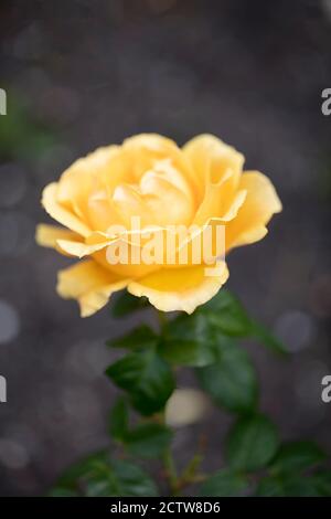 Jaune moyen ou jaune doré, ombrage abricot avec parfum miel Floribunda facile à faire rose. Banque D'Images