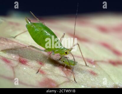 Puceron vert, mouche verte (Aphidoidea), adulte avec jeune, Kent, Royaume-Uni Banque D'Images