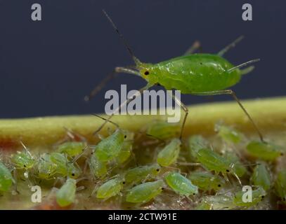 Puceron vert, mouche verte (Aphidoidea), adulte avec jeune, Kent, Royaume-Uni Banque D'Images