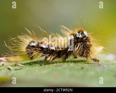 chenille de la stomarde de la queue brune (Euproctis chrysorrhoea), KENT, Royaume-Uni, image de mise au point empilée Banque D'Images