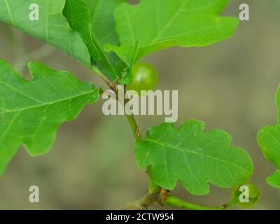 Galettes de marbre d'chêne (Andicus kollari) sur branche de chêne anglais (Quercus robur), Kent, Royaume-Uni Banque D'Images