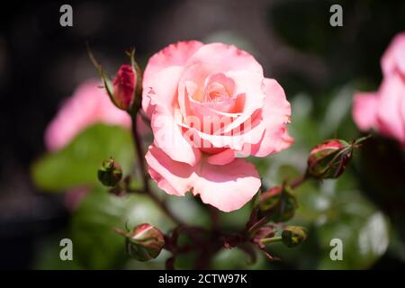 Grandes fleurs de saumon crème rose ombrage Floribunda Reflections roses avec parfum doux. Banque D'Images