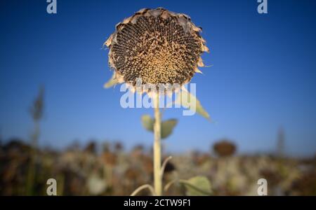 Dresde, Allemagne. 21 septembre 2020. Des tournesols séchés se trouvent sur un terrain en face d'un ciel bleu. Credit: Robert Michael/dpa-Zentralbild/dpa/Alay Live News Banque D'Images