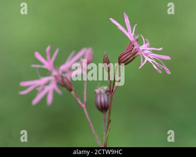 Gros plan de fleurs en forme de robin (Silene flos-cucuci), Blean Woodlands, Kent, Royaume-Uni Banque D'Images