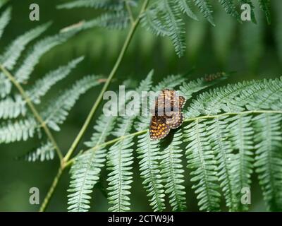 Heath Fritillary Butterfly (Melitaea athalia), Blean Woodlands, Kent, Royaume-Uni Banque D'Images